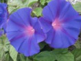 Campañillas azules