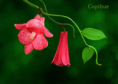 Copihue