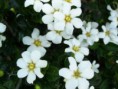 Gardenia